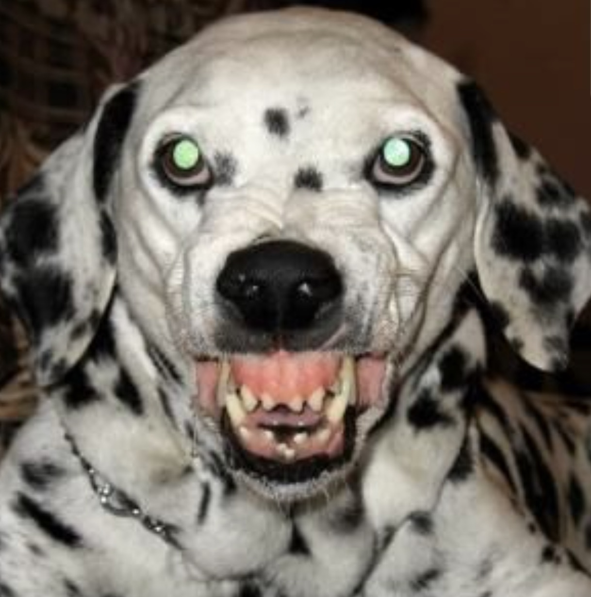 dalmatians teeth showing